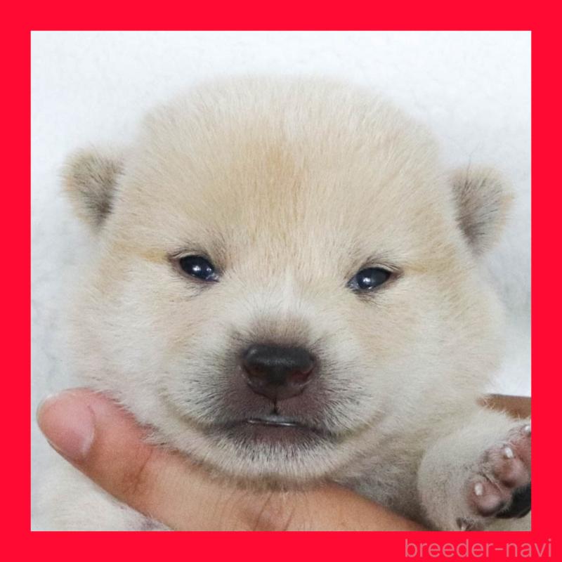 販売中の愛知県の柴犬-406787の1枚目